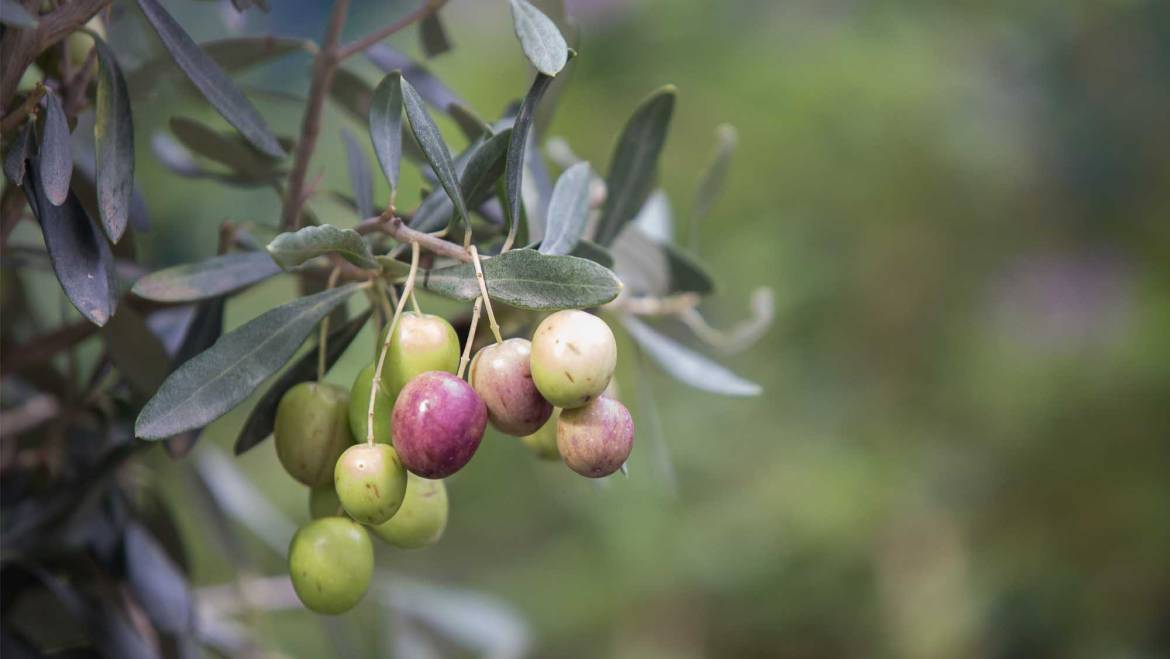 Finding The Best Olive Oils in The World